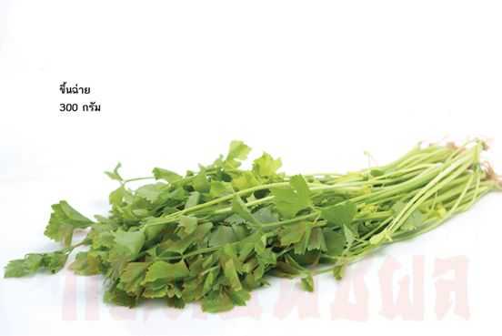 คื่นใช่(Celery)