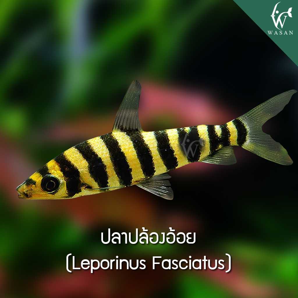ปลาปล้องอ้อย Leporinus Fasciatus (ไซส์ 2-3 cm)