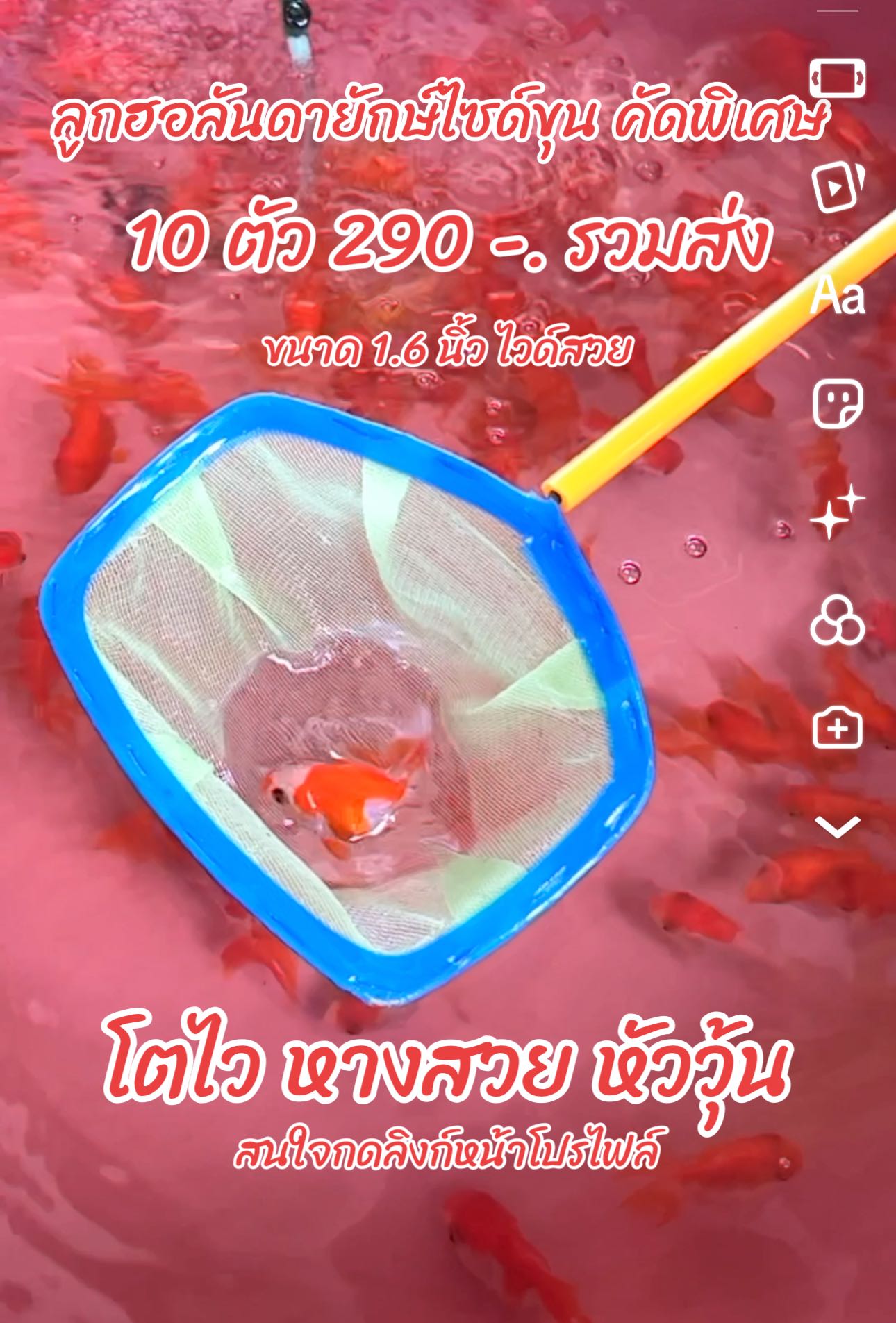 พร้อมส่ง ปลาทองฮอลันดายักษ์ ไซด์ขุน ขนาด 1.6 นิ้ว คัดพิเศษ พรีเมี่ยม