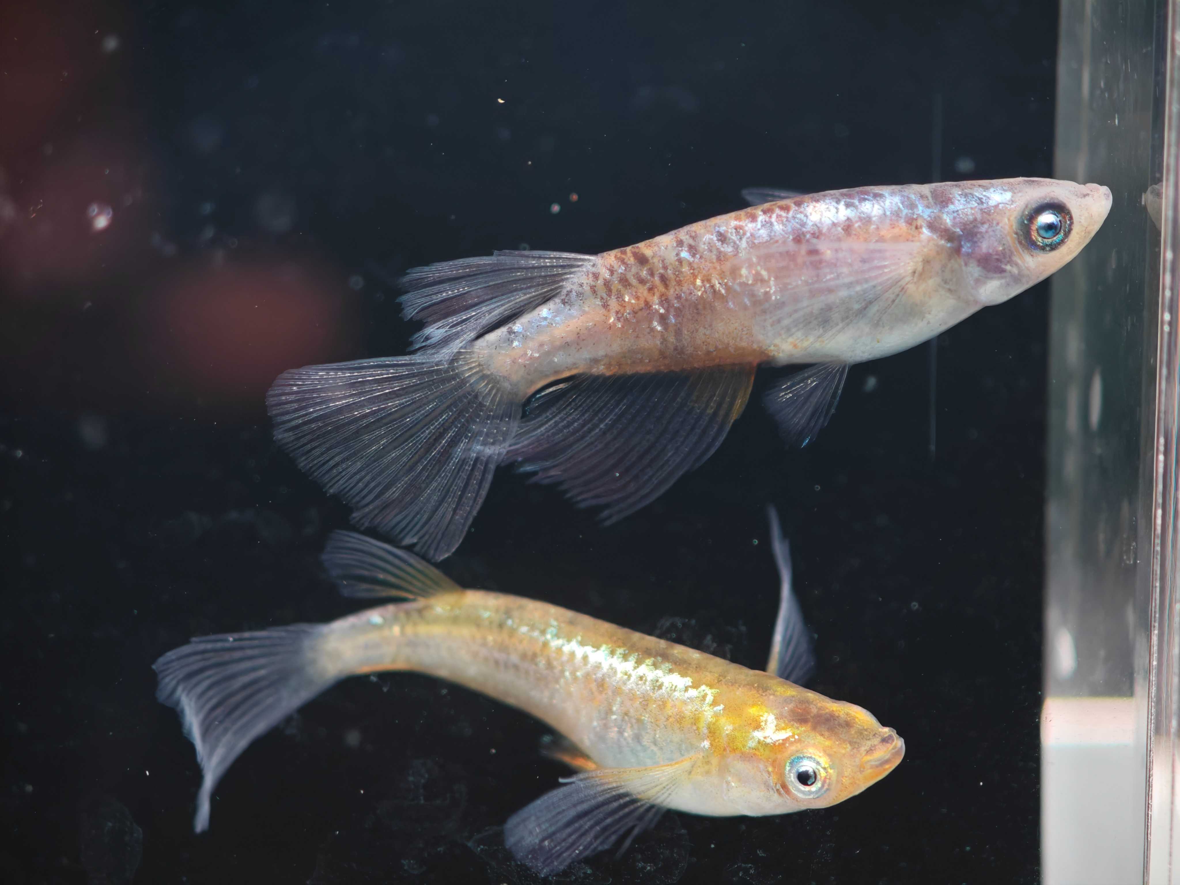 ปลาเมดากะนำเข้าจากญี่ปุ่น silver flame