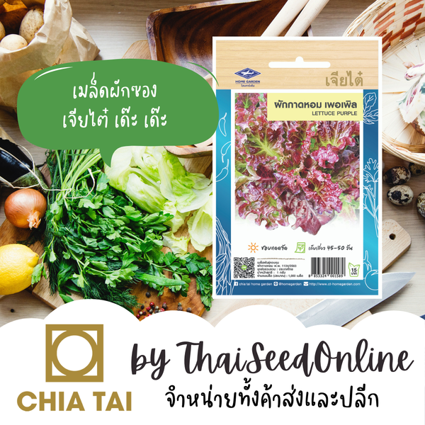 CTOP เมล็ดผักสลัด เมล็ดพันธุ์ผักกาดหอมเพอร์เพิ้ล 0.2กรัม ตราเจียไต๋ Lettuce Purple เพอเพิล สลัดม่วง