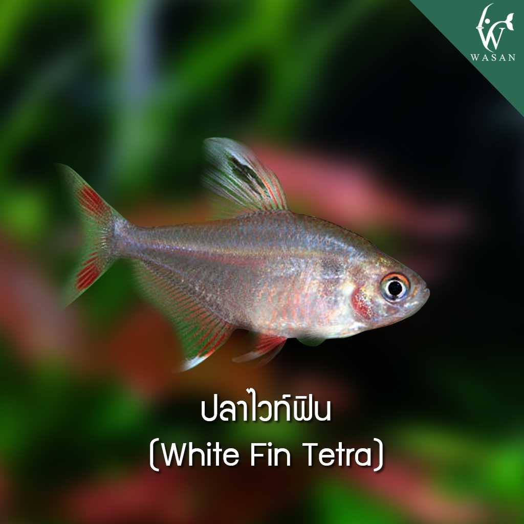 ปลาไวท์ฟิน White Fin Tetra (ไซส์ 2-3 cm)