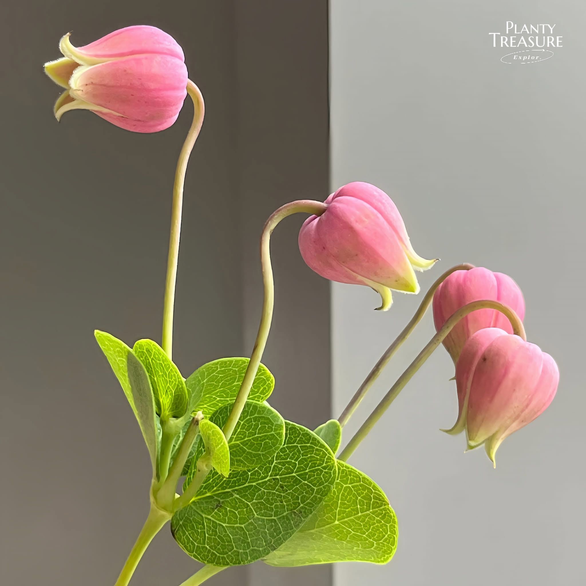 ‘Yufujun’ Bell Clematis 
