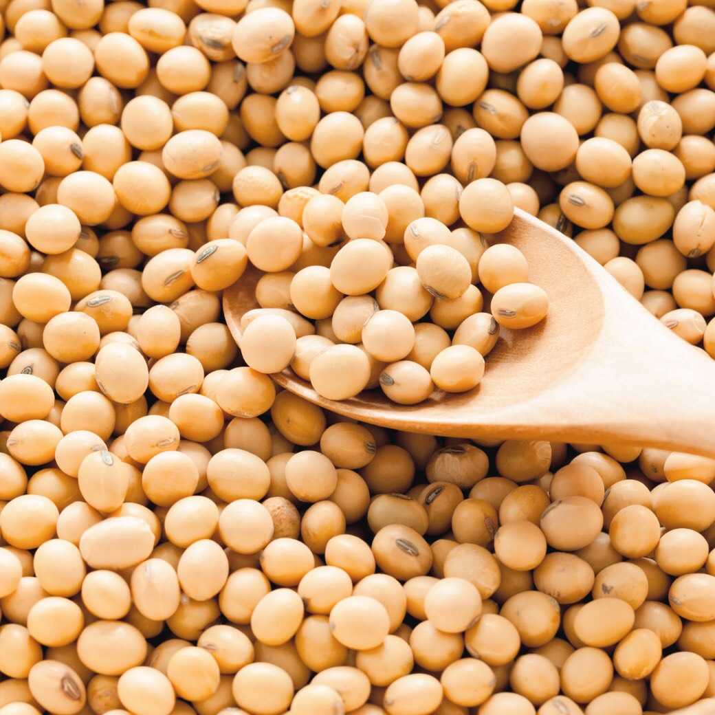 ถั่วเหลืองออร์แกนิค (Organic Soy Bean)