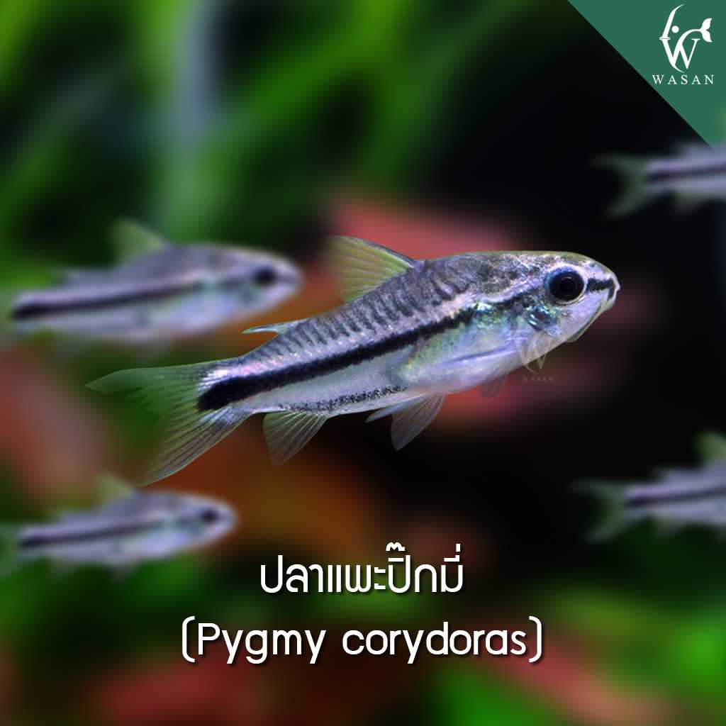 ปลาแพะปิ๊กมี่ Pygmy corydoras (ไซส์ 2-3 cm)