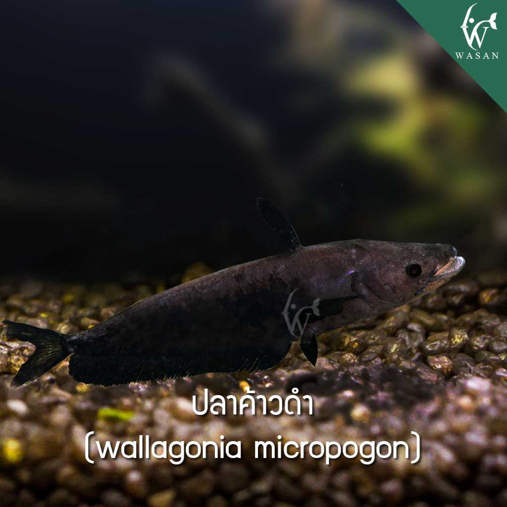 ปลาค้าวดำ wallagonia micropogen (ไซส์ 3 นิ้ว)