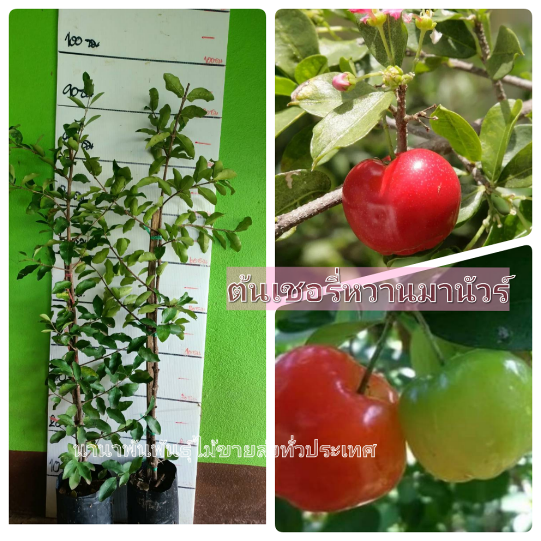 🍒ต้นเชอรี่หวานมานัวร์ ต้นตอนแข็งแรงพร้อมปลูกจ้า