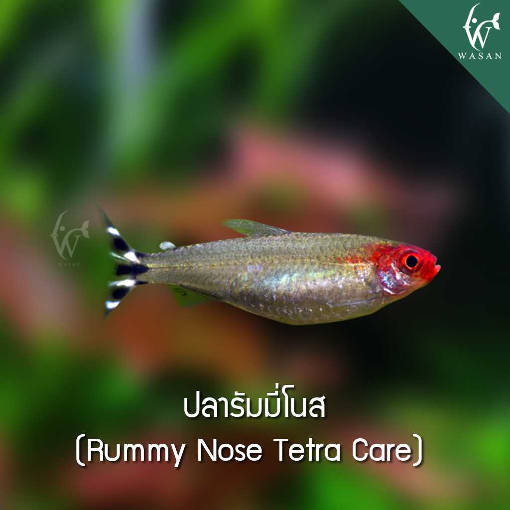 ปลารัมมี่โนส Rummy Nose Tetra Care(ไซส์ 2-3 cm)