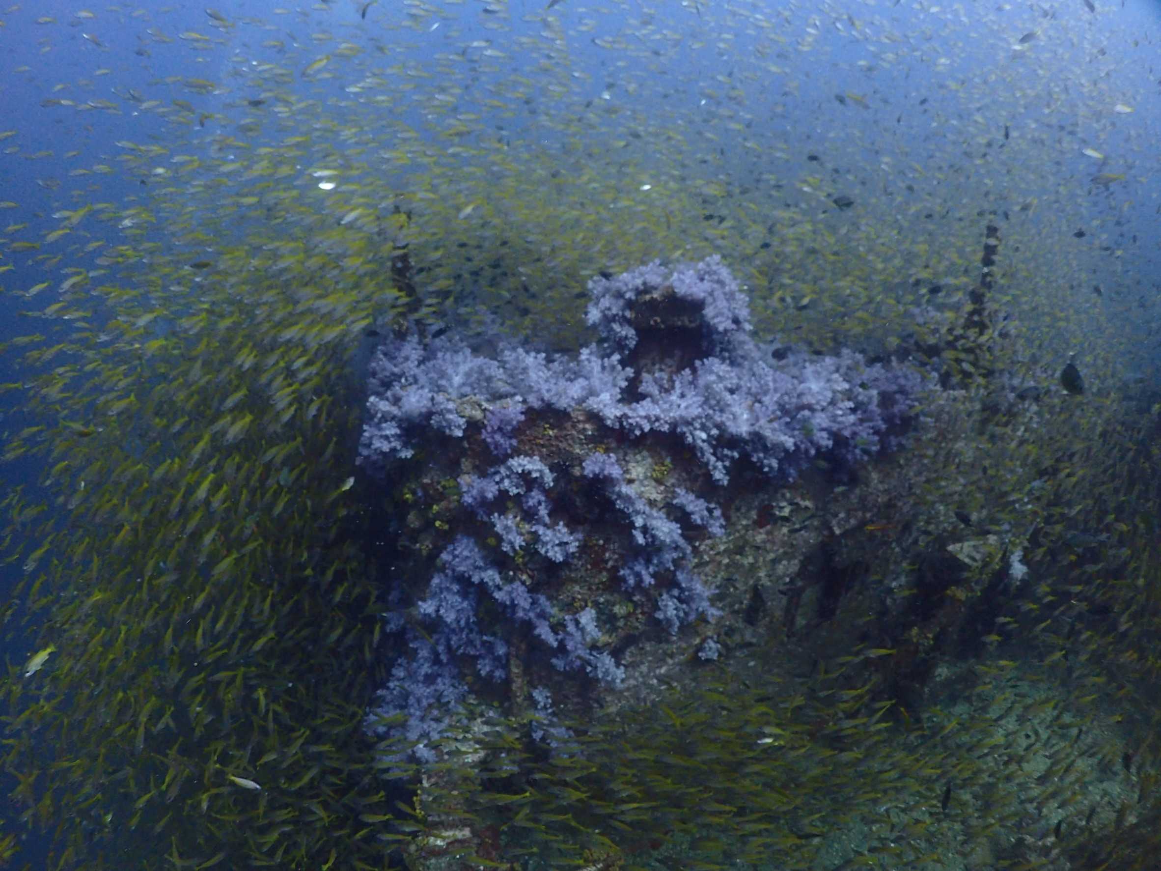 King Cruiser wreck,  Shark point, Koh Docmai