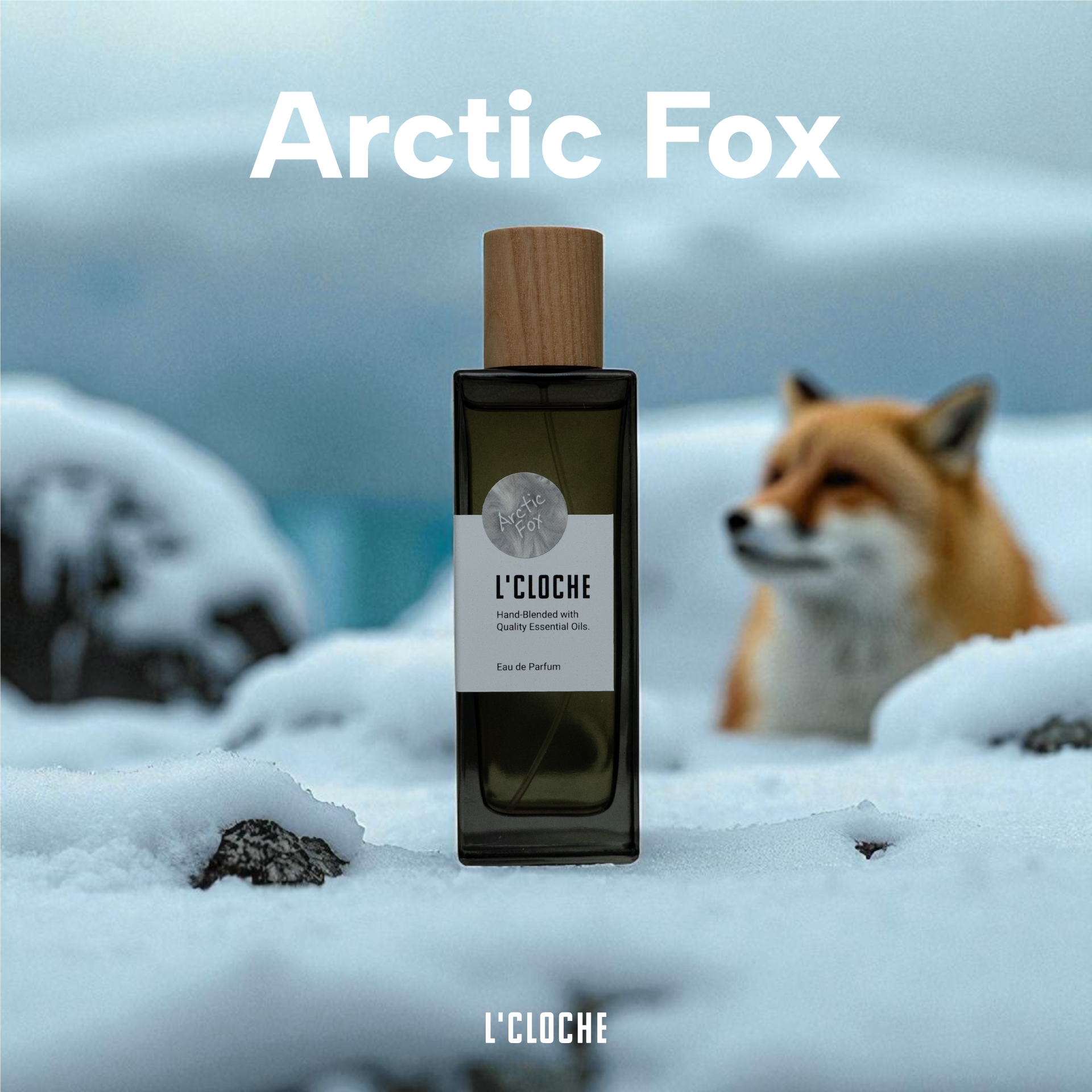 Arctic Fox⚪️WildLife Collection