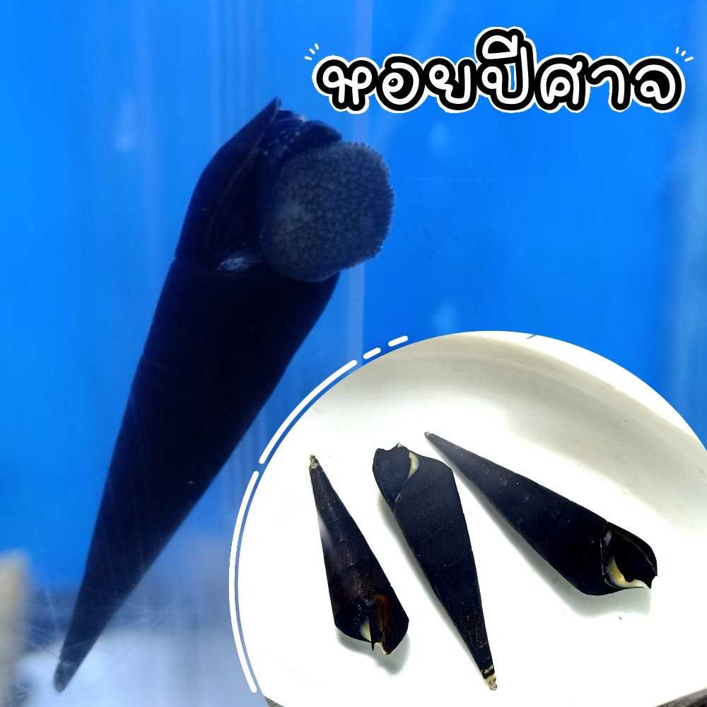 An Image