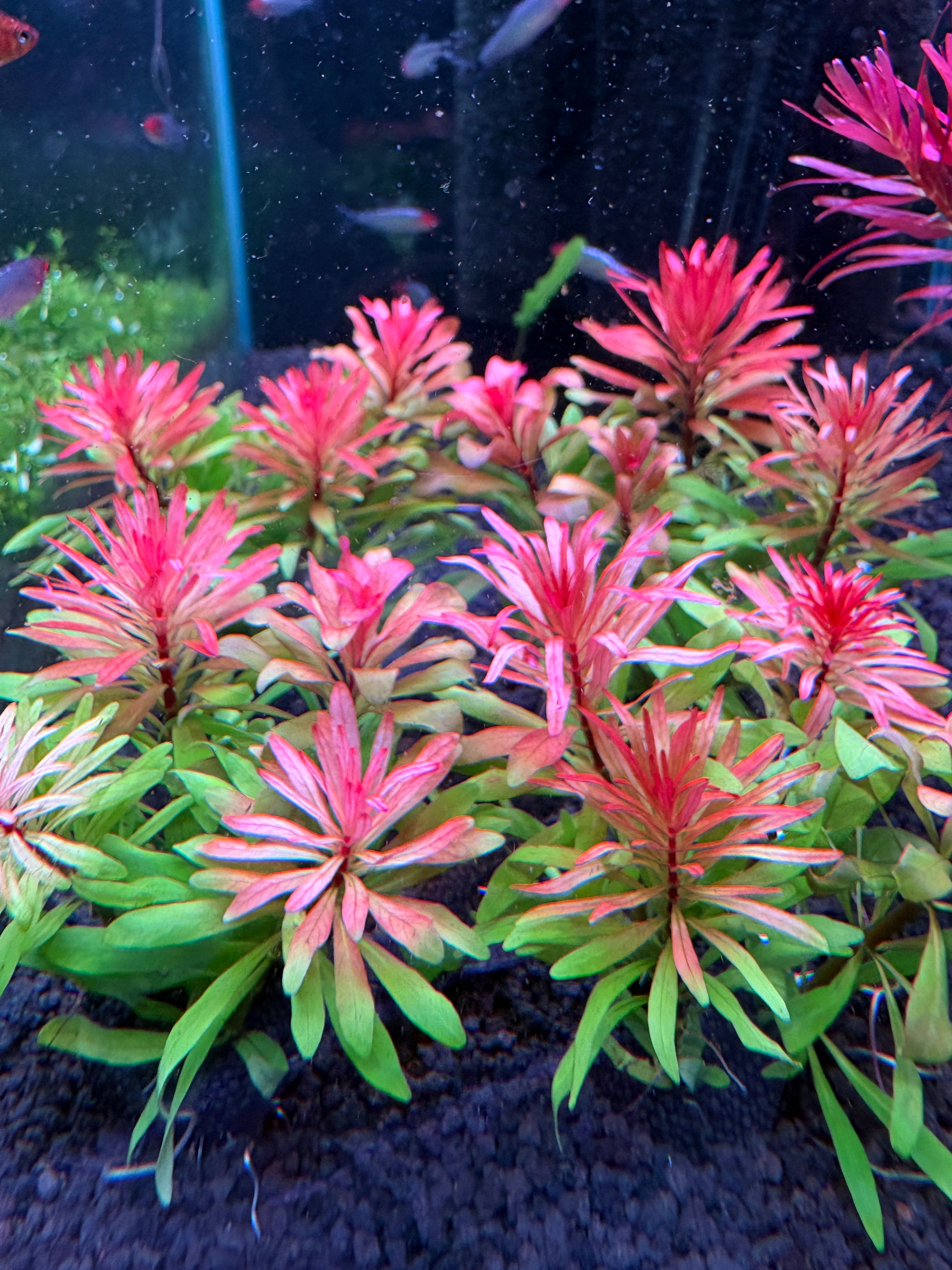 Wabi Ludwigia meta ลัดวิเจีย เมต้า วาบิ