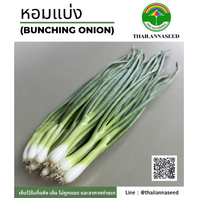 หอมแบ่ง ( ขนาด 0.5 กรัม ) รหัสสินค้า 4041
