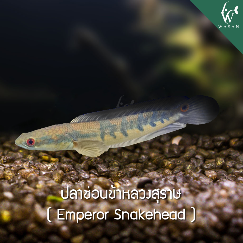 ปลาช่อนข้าหลวงสุราษ Emperror Snaekehead (ที่ร้านมีไซส์ 4-5 นิ้ว )