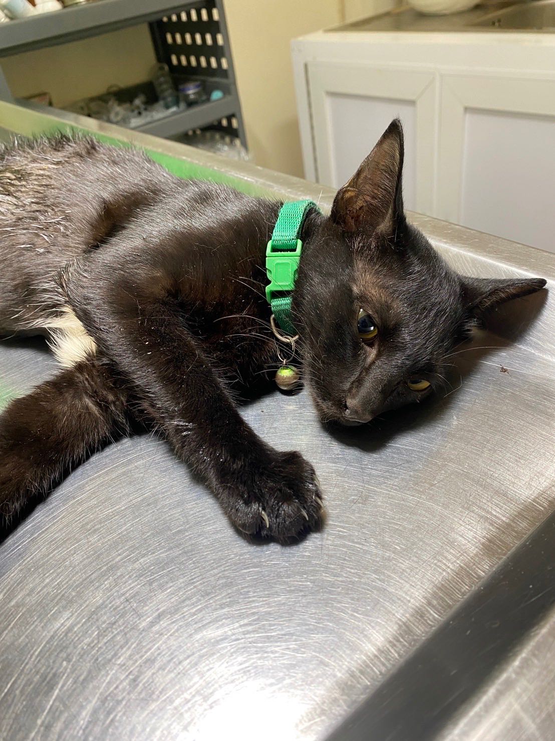 บริจาค เคสที่2050 น้องชูใจสัตหีบ หมารุมกัดจนพิการ