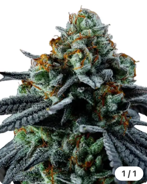 Blue Cheese feminized pack 3
