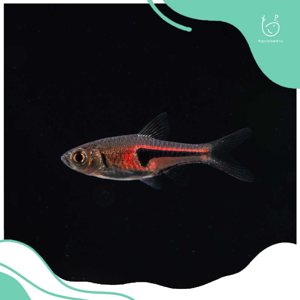 ปลาซิวข้างขวานเล็ก ( Lambchop Rasbora)