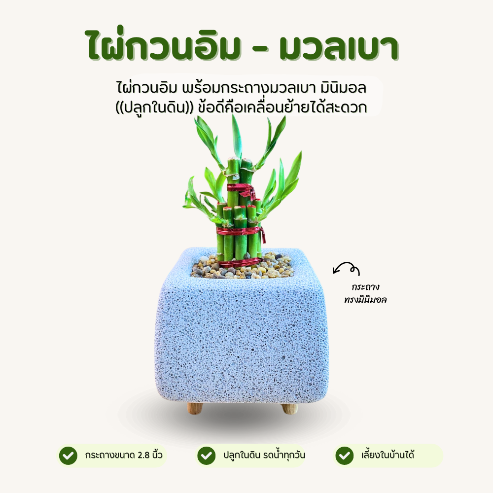 ไผ่กวนอิม พร้อมกระถางมวลเบา ทรงเหลี่ยม มินิมอลสุดใจ (ปลูกในดิน)