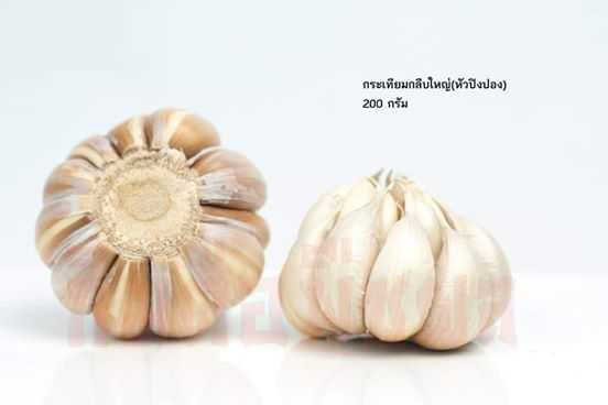 กระเทียมกลีบใหญ่( Large clove garlic)