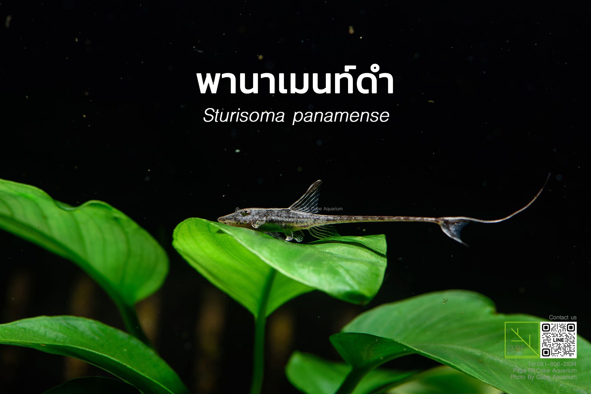 ปลาพานาเมนท์ Panamense 1.3นิ้ว