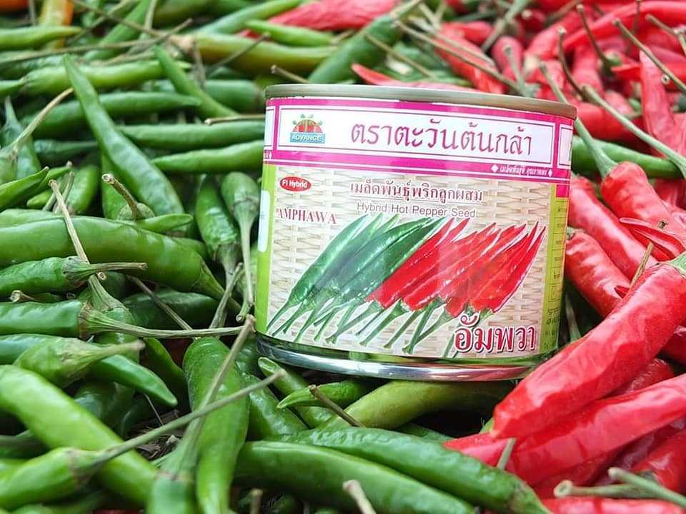 พริกอัมพวา  #เมล็ดพันธ์ุ