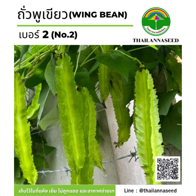ถั่วพูเขียว เบอร์ 2 ( ขนาด 4 กรัม ) รหัสสินค้า 4028