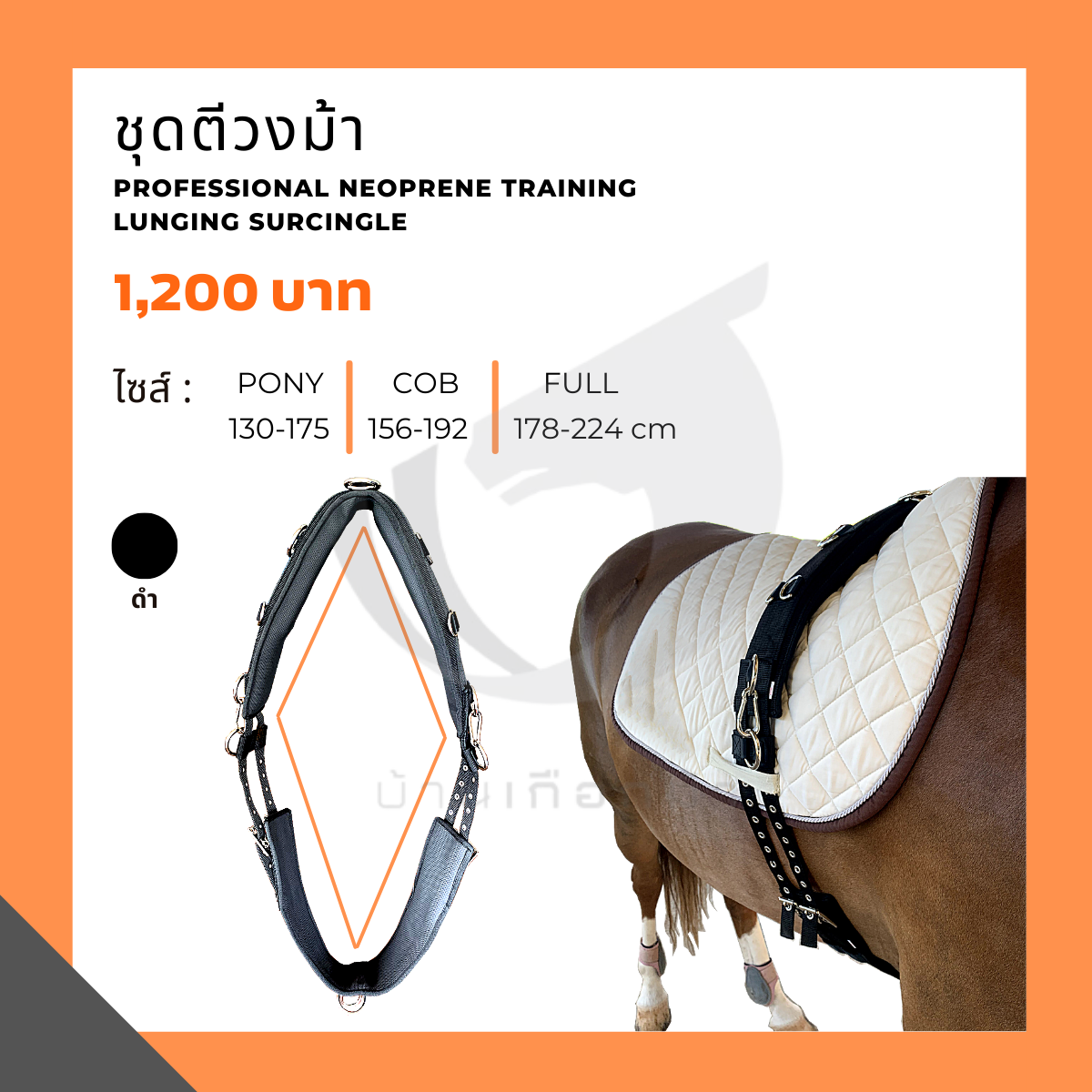 ชุดตีวงม้า Professional Neoprene Training  Lunging Surcingle