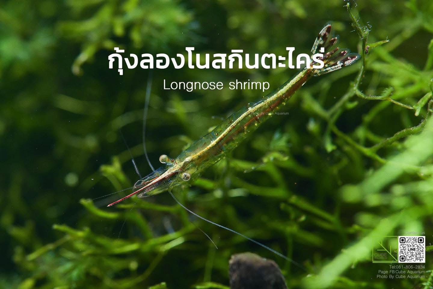กุ้งแคระลองโนสกินตะไคร่ Longnose shrimp