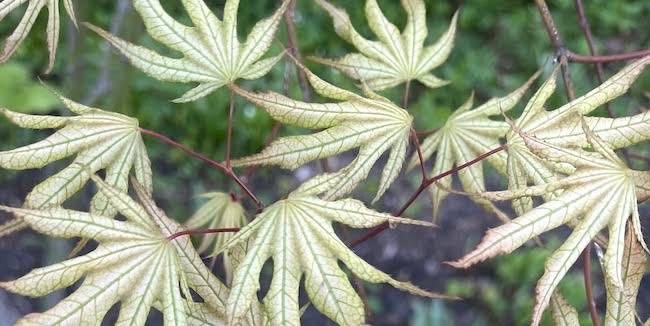 (Rare) ‘Sawa shidori‘ Japanese Maple 