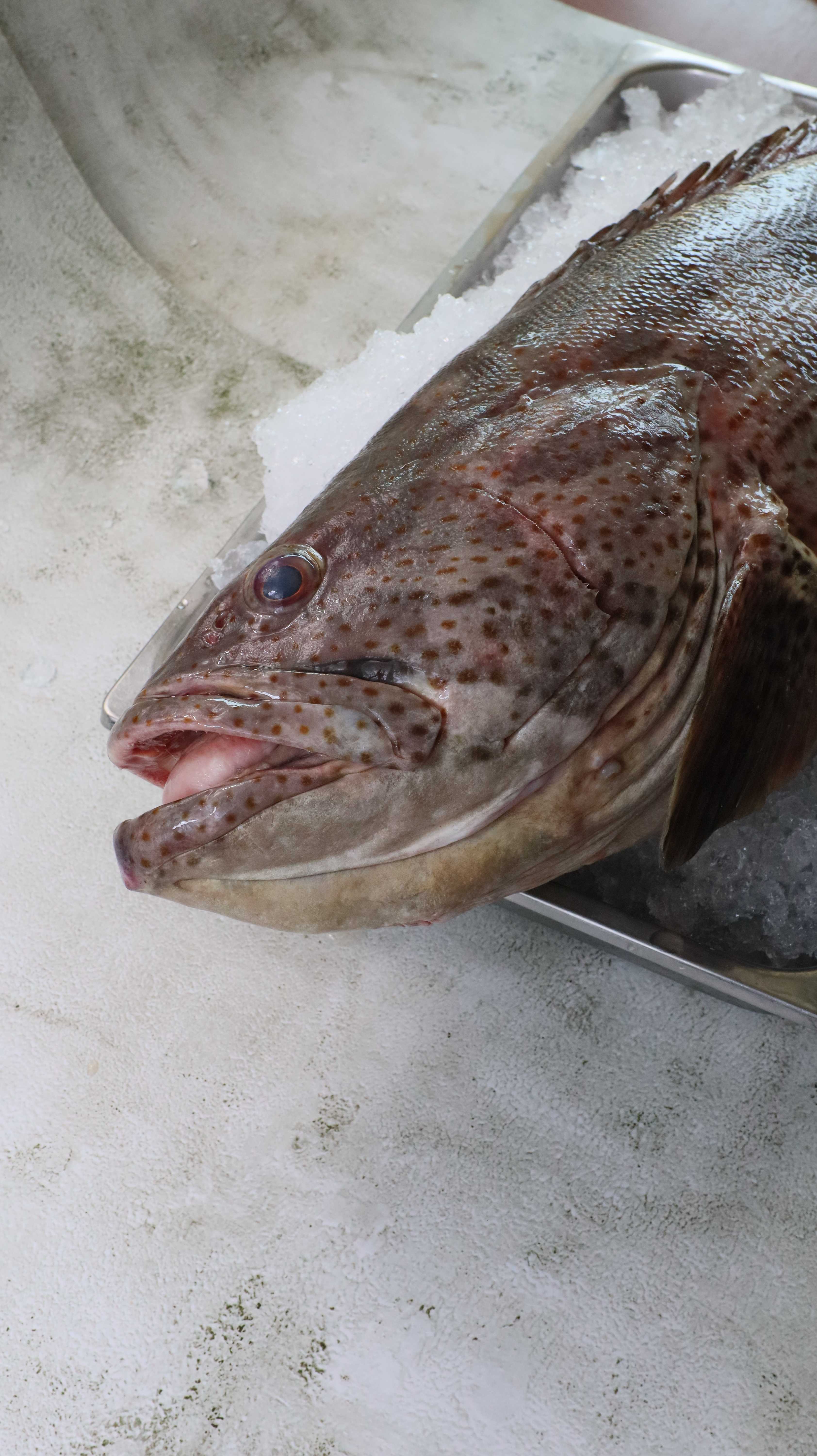 หัวปลาเก๋าดอกทะเล 1 Kg | 海花石斑鱼头 1 Kg | Sea Grouper Head 1 Kg