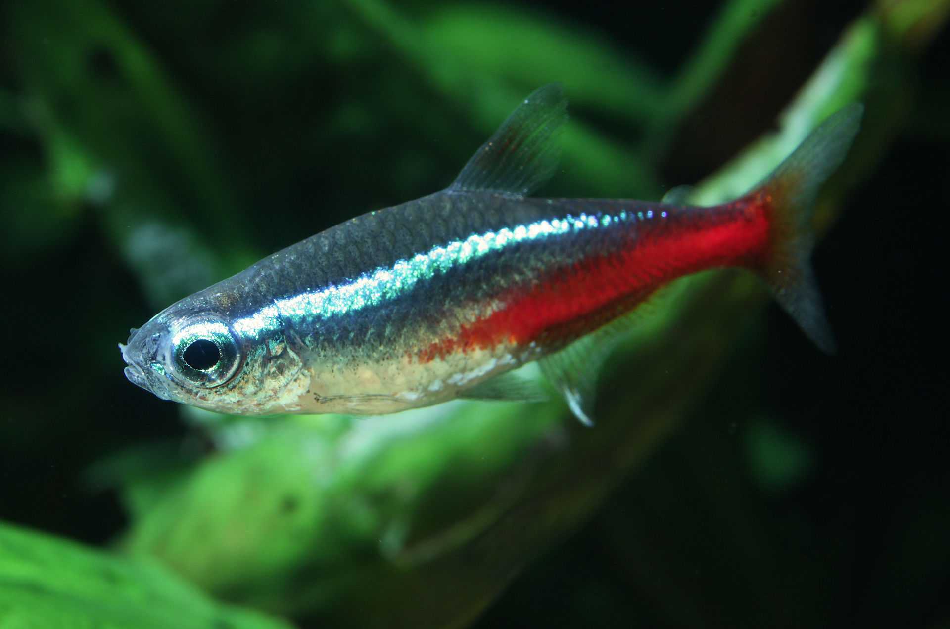 ปลานีออน (Neon tetras)
