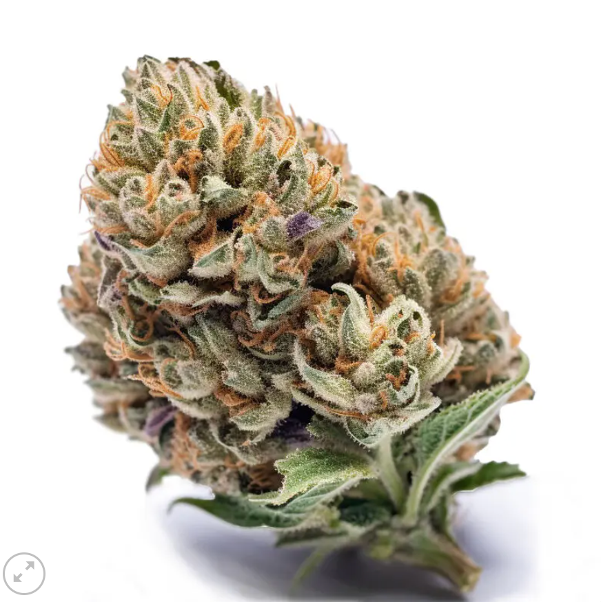 Cookies feminized pack 3