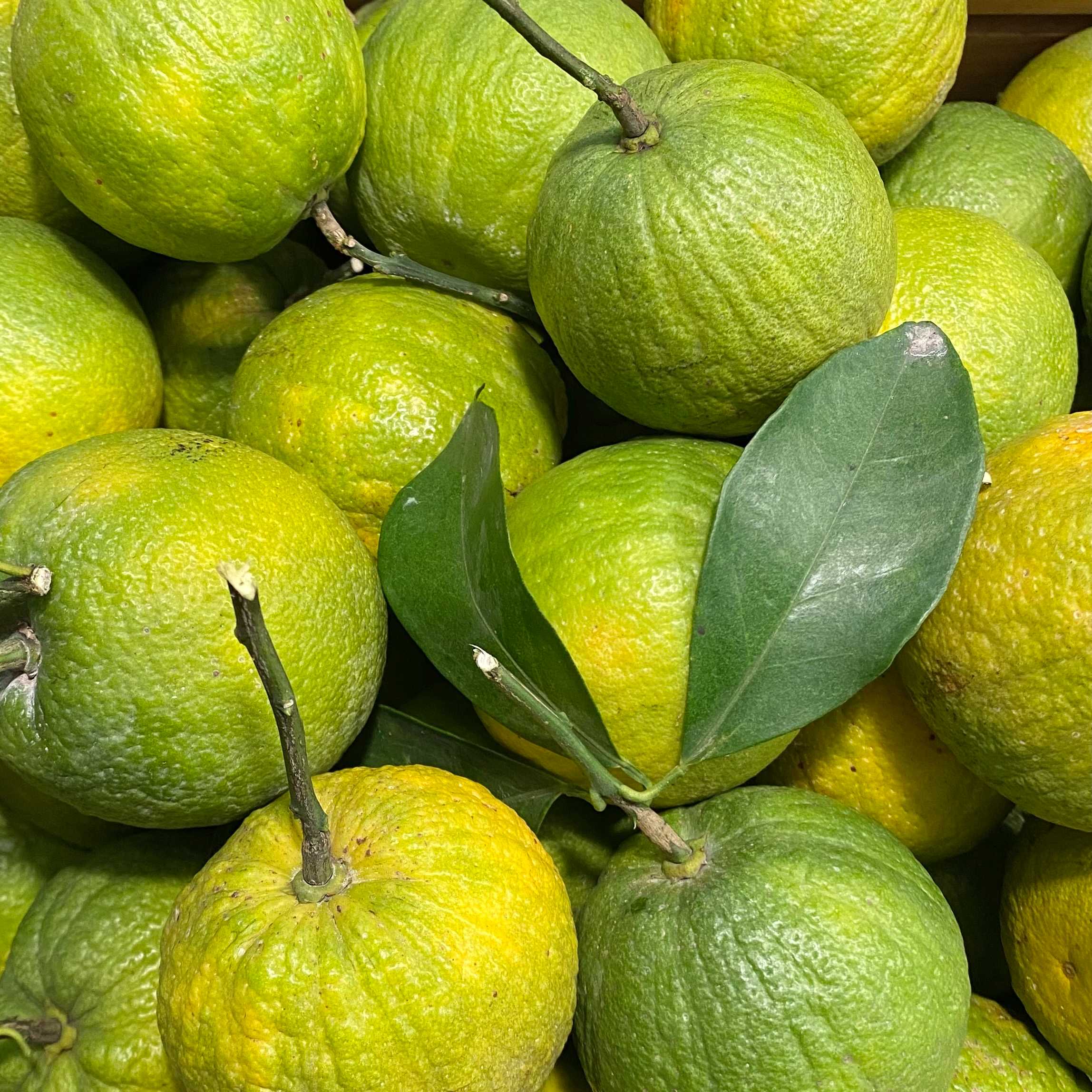 ส้มเช้ง 3 กก. ราคา 360 บาท  (Citrus sinensis 360.-/3kg.)