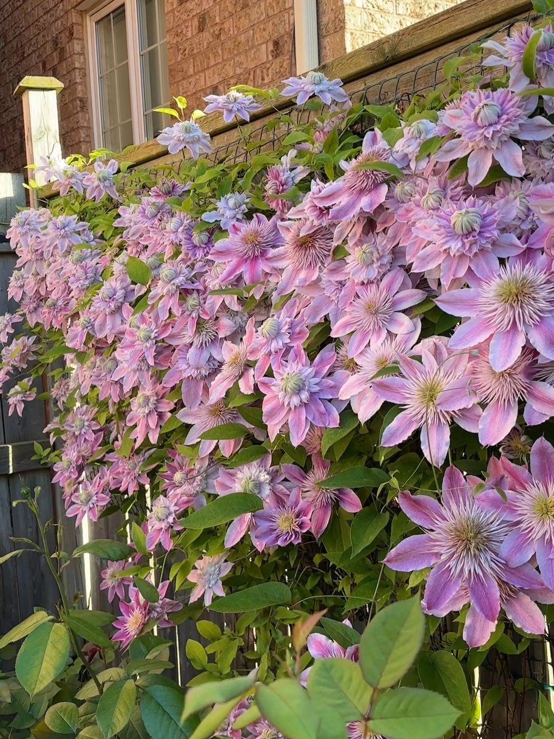 Clematis Josephine