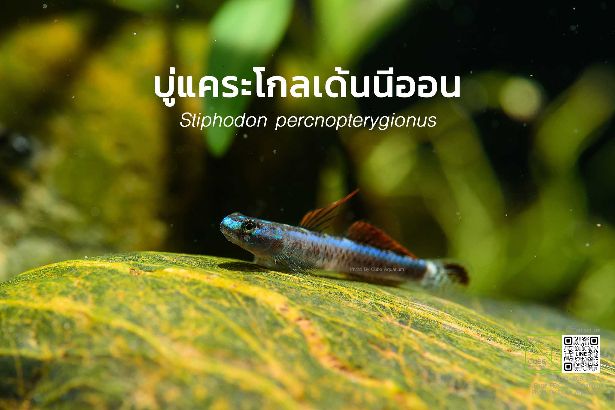 บู่แคระโกลเด้นนีออน Stiphodon percnopterygionus  1 นิ้ว
