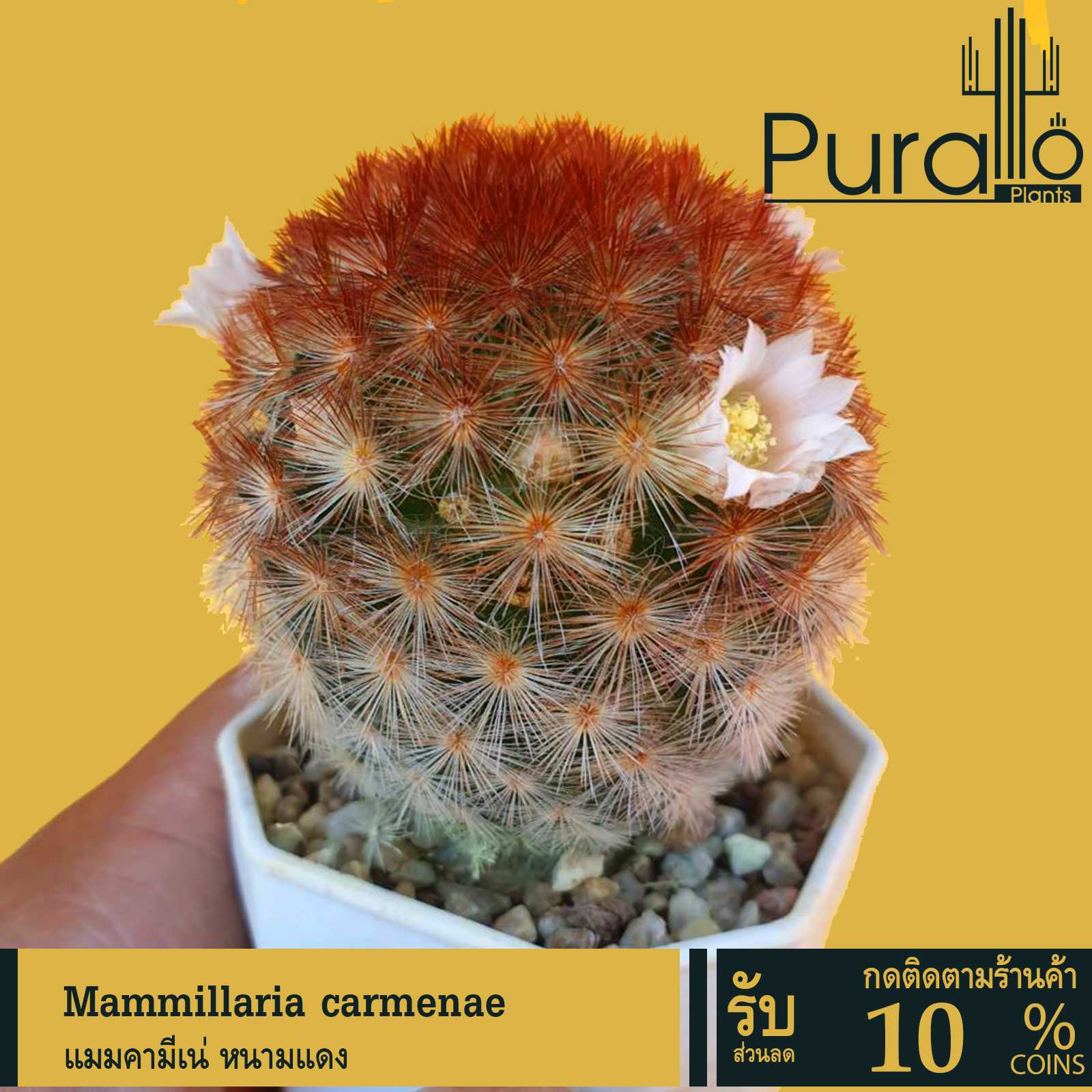 ต้นกระบองเพชร คามีเน่ หนามแดง Mammillaria carmenae #แคสตัส #cactus #carmenae #แมมคาร์มีเน่