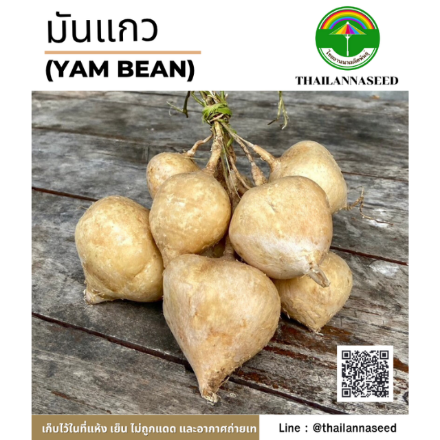 มันแกว ( ขนาด 3 กรัม ) รหัสสินค้า 4045