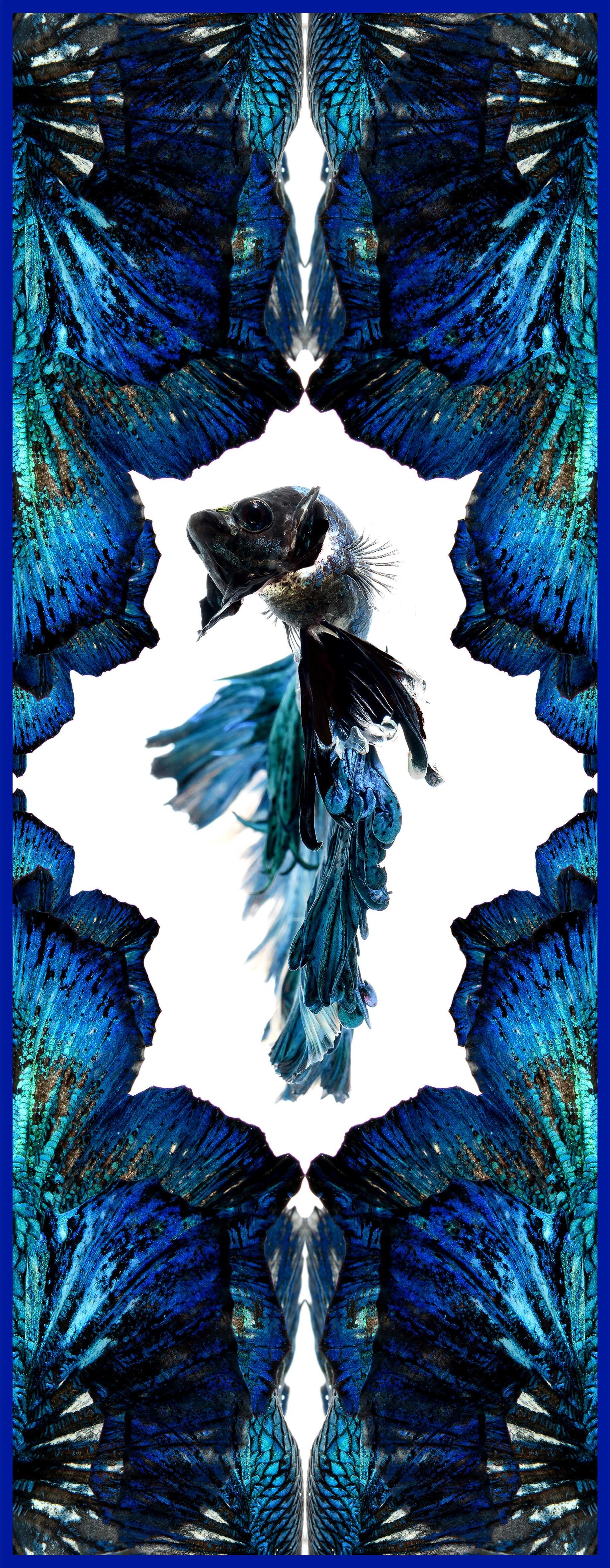 Blue Halfmoon Betta Long L Silk Scarf - White/Blue