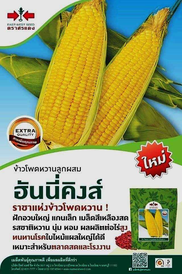 ข้าวโพดหวาน ฮันนี่คิงส์ 1 กก. #เมล็ดพันธุ์