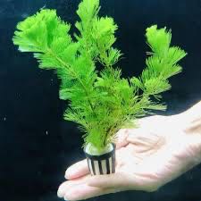 Cabomba caroliniana สาหร่ายหางกระรอก