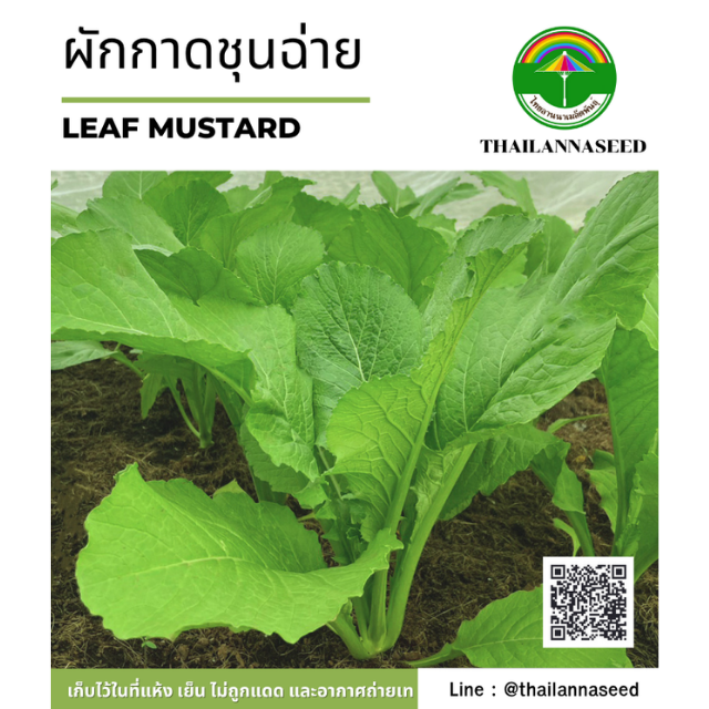 ผักกาดชุนช่าย ( ขนาด 3 กรัม ) รหัสสินค้า 4022