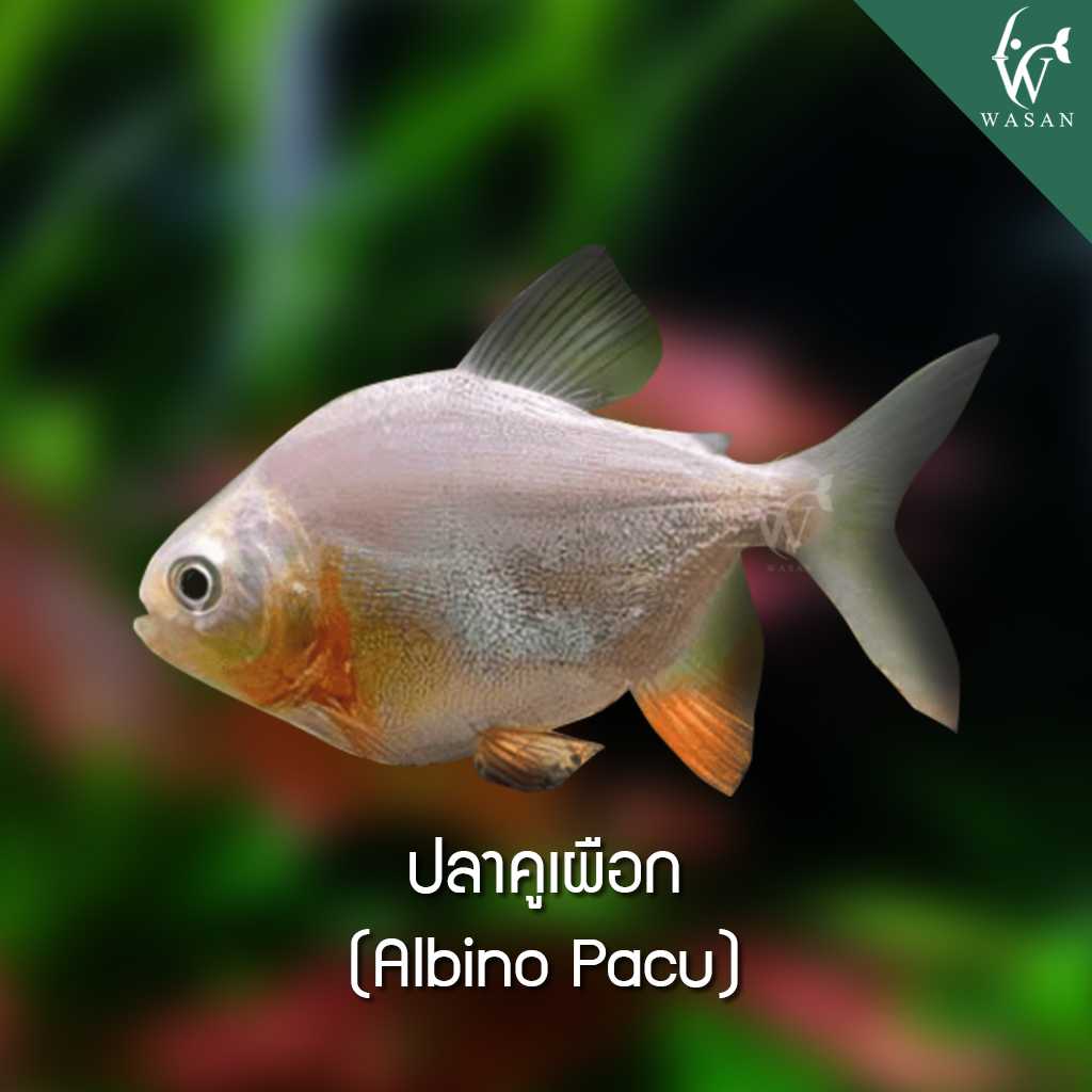 ปลาเปคูเผือก Albino Pacu (ไซส์ 4 นิ้ว)