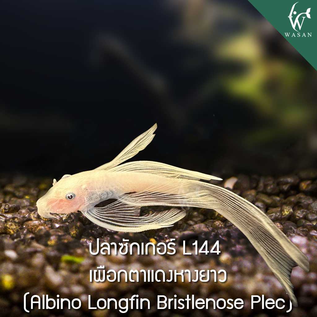 ปลาซัคเกอร์ L144 เผือกตาแดงหางยาว (ไซส์ 1-2 นิ้ว)