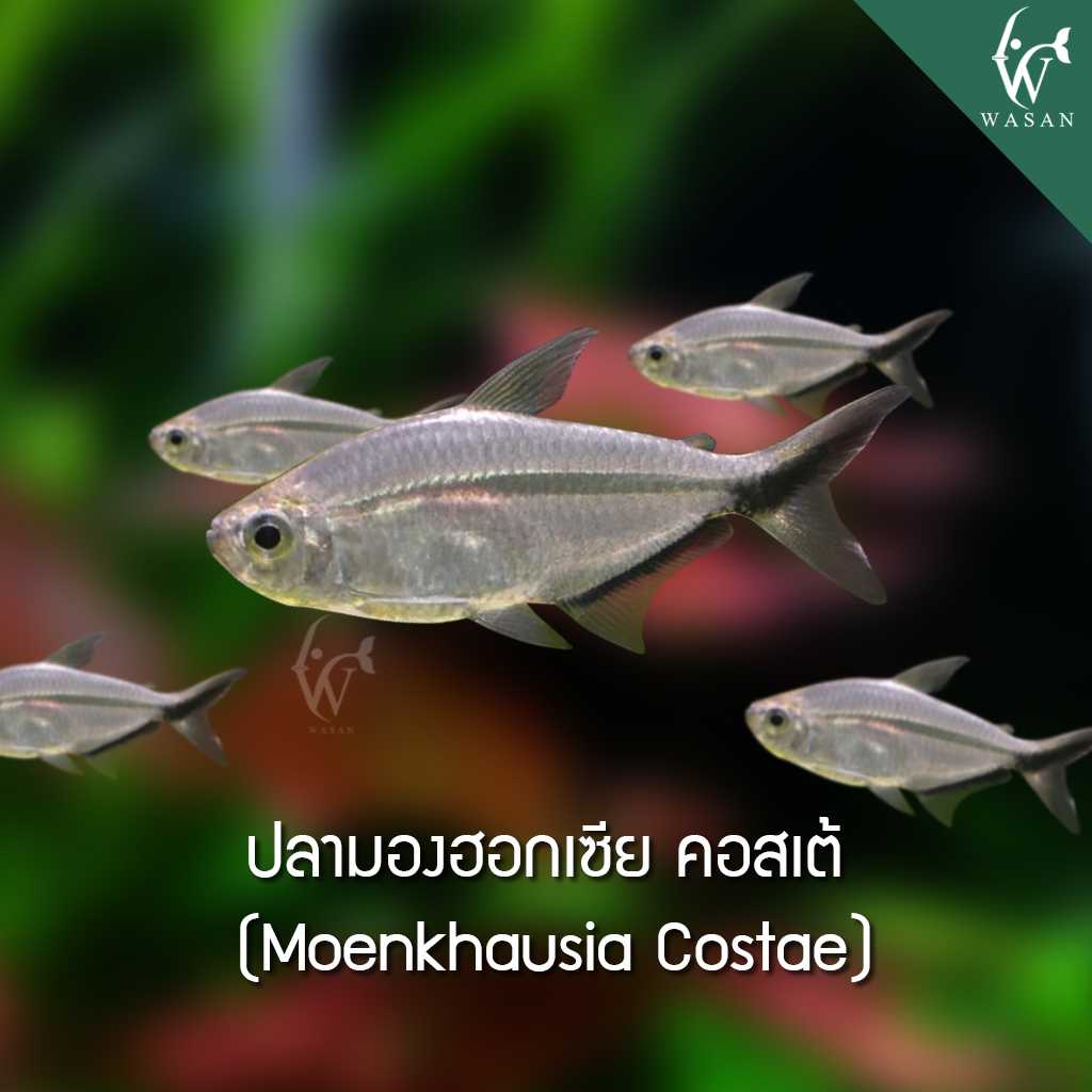 ปลามองฮอกเซียคอสเต้ Moennkhasia Costae (ไซส์ 2-3 cm)