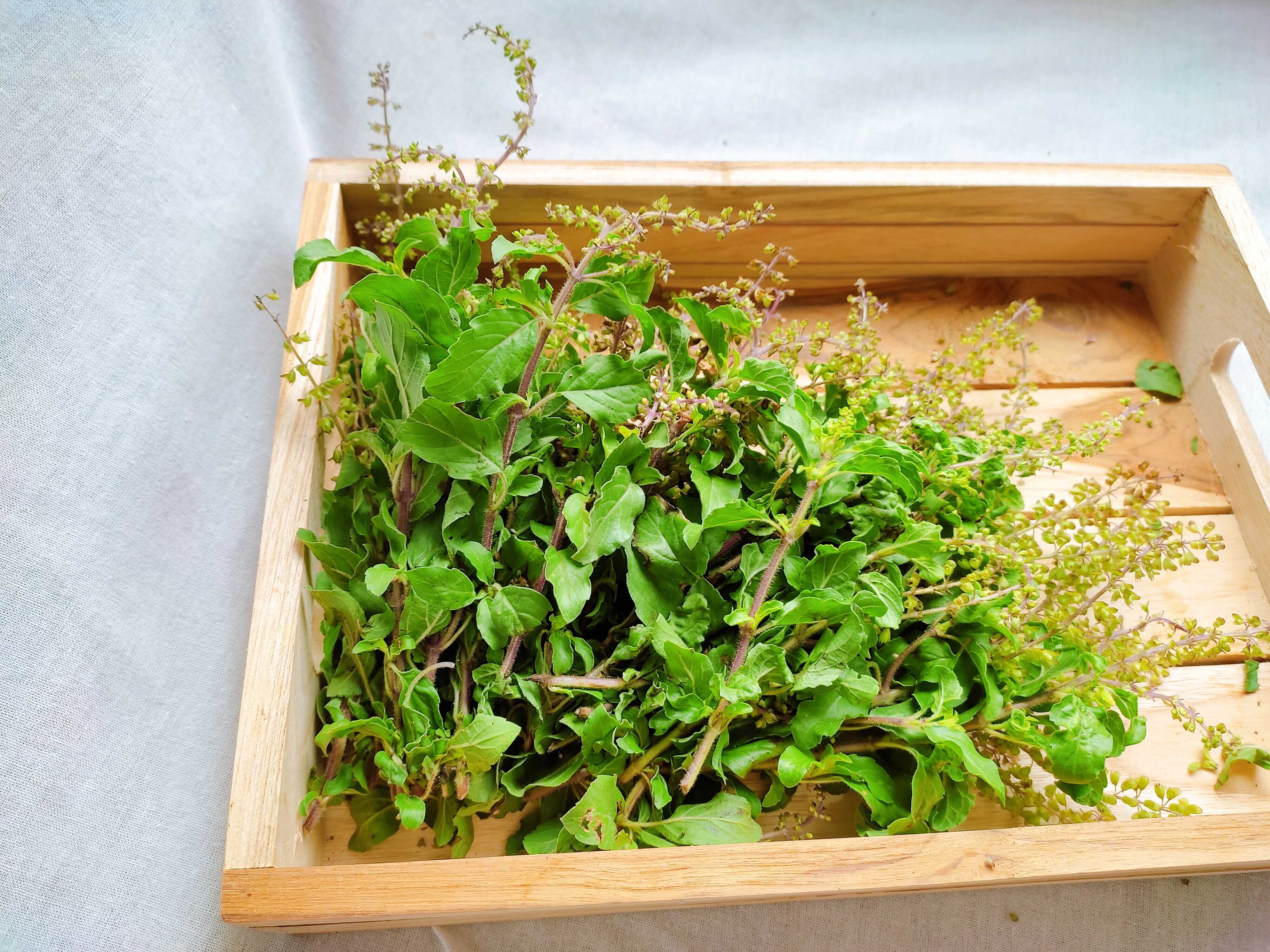 กระเพราบ้าน Holy Basil(150g)