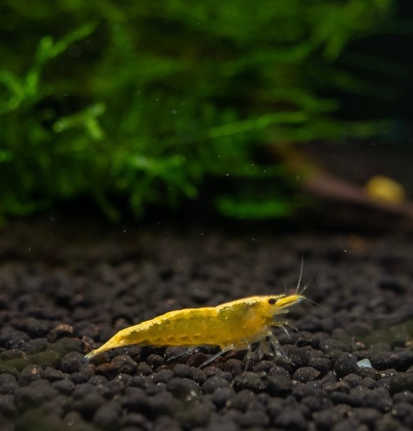 Orange Shrimp กุ้งแคระสีเหลือง