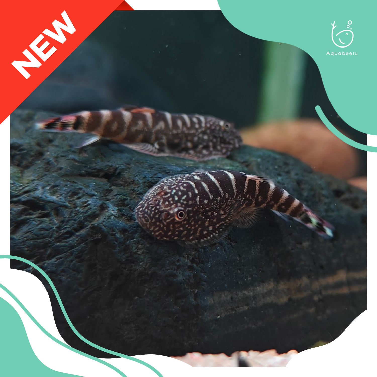 ปลาผีเสื้อบอร์เนียวหางฟ้า (Blue Zebra Hillstream Loach)
