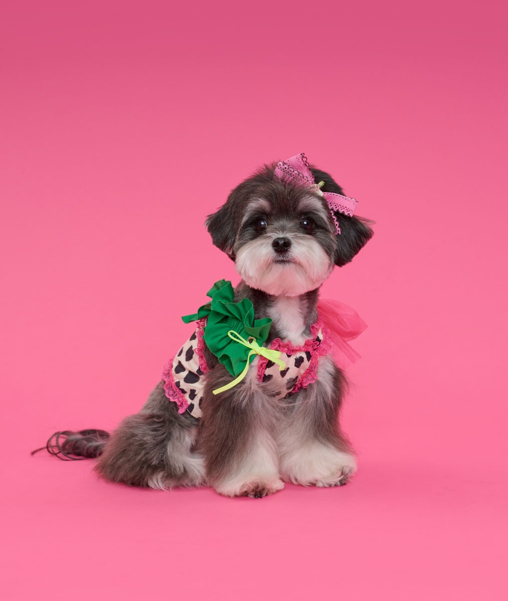 Comocomo-(S)Summer party