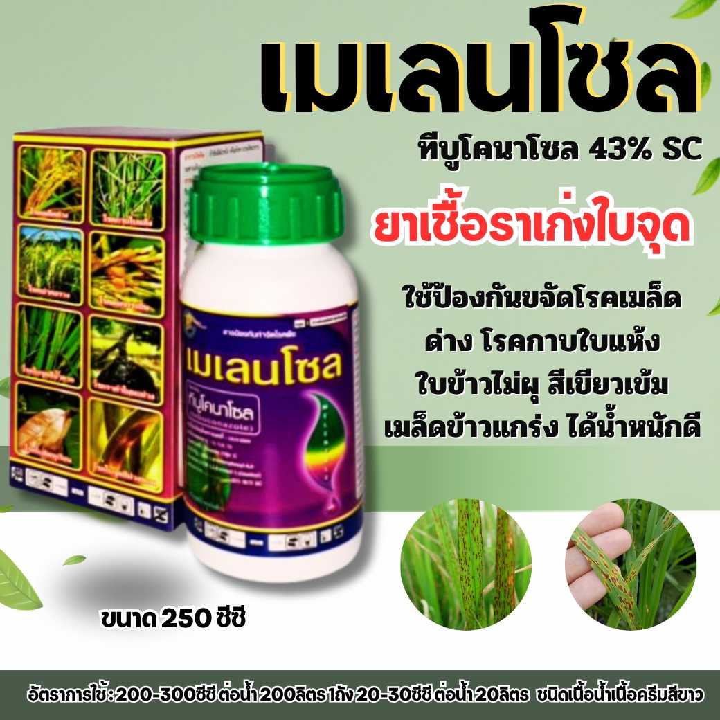 เมเลนโซล ทีบูโคนาโซล ขนาด 250 cc เม็ดด่าง ใบจุด ใบไหม้ ขอบใบแห้ง ใบติด