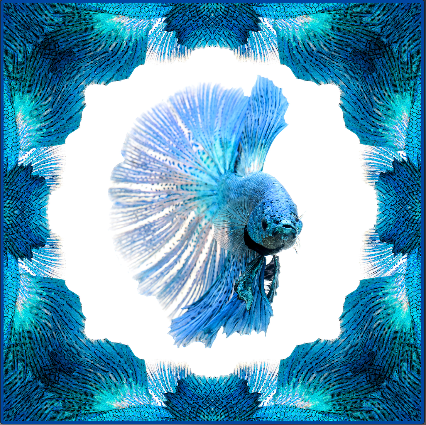 LightBlue Halfmoon Betta 2  Scarf - White/Blue